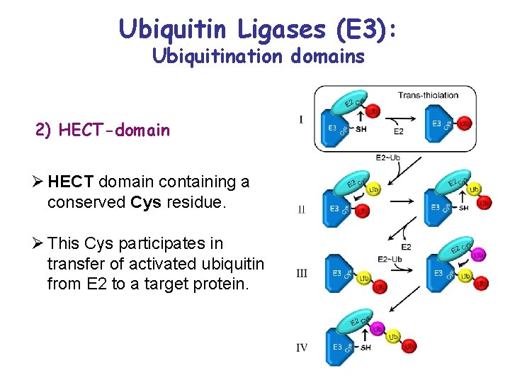 Ubiquitin Ligases (E 3): Ubiquitination domains 2) HECT-domain Ø HECT domain containing a conserved