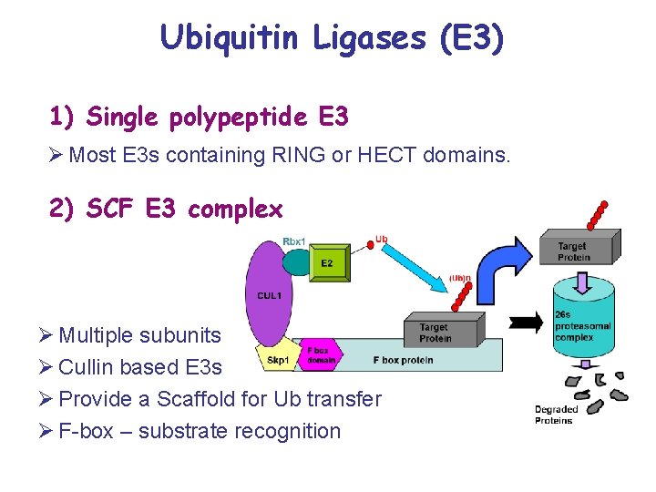 Ubiquitin Ligases (E 3) 1) Single polypeptide E 3 Ø Most E 3 s