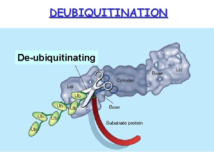 DEUBIQUITINATION De-ubiquitinating 