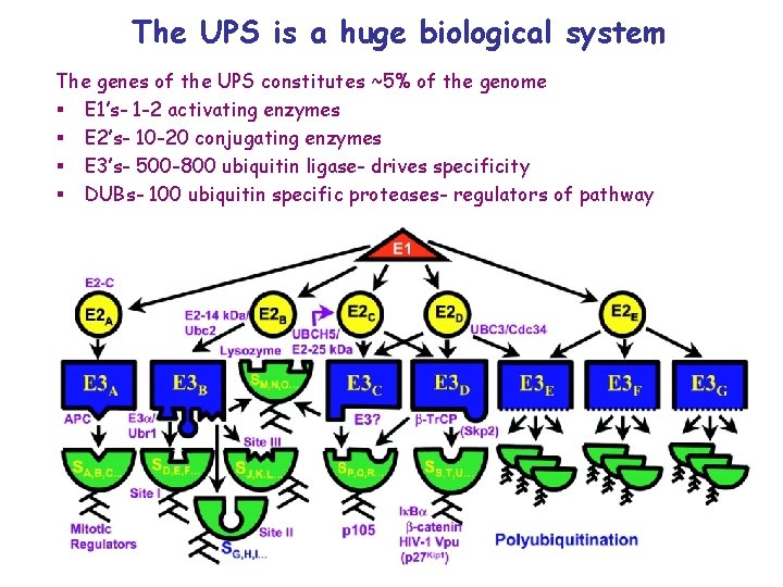 The UPS is a huge biological system The genes of the UPS constitutes ~5%