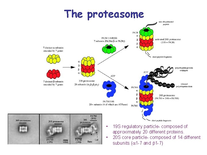 The proteasome • • 19 S regulatory particle- composed of approximately 20 different proteins.