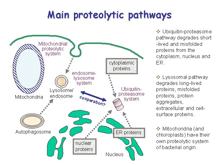 Main proteolytic pathways Mitochondrial proteolytic system endosomelysosome system Mitochondria Lysosome/ endosome coo pera Autophagosome