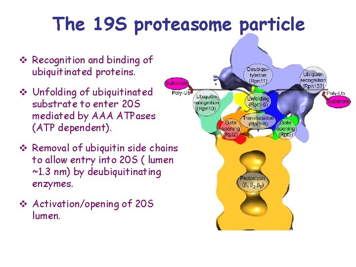 The 19 S proteasome particle v Recognition and binding of ubiquitinated proteins. v Unfolding