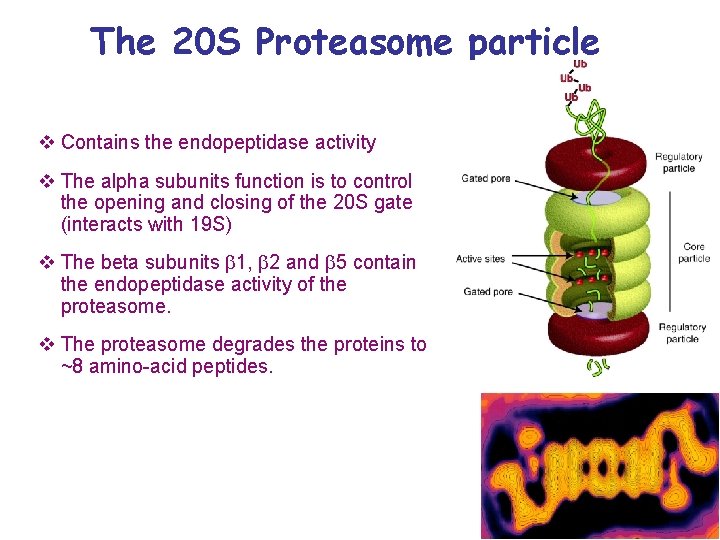 The 20 S Proteasome particle v Contains the endopeptidase activity v The alpha subunits