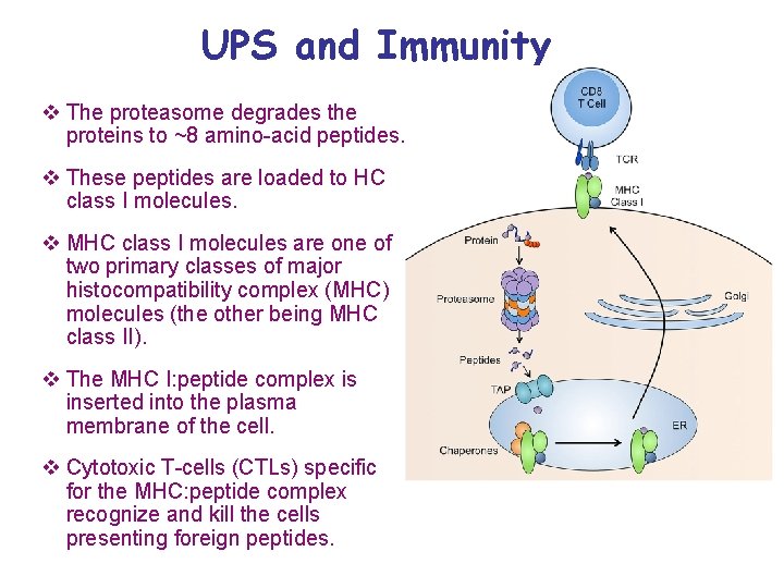UPS and Immunity v The proteasome degrades the proteins to ~8 amino-acid peptides. v