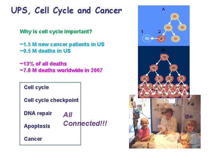 UPS, Cell Cycle and Cancer Why is cell cycle important? ~1. 5 M new