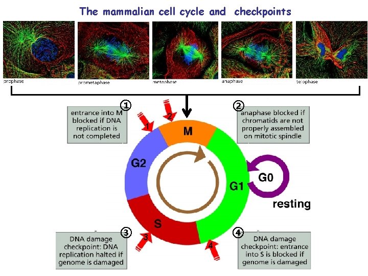 The mammalian cell cycle and checkpoints ① ② 2 1 ③ 3 ④ 4