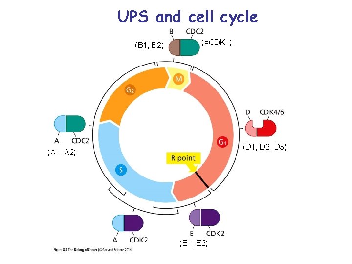 UPS and cell cycle (B 1, B 2) (=CDK 1) (D 1, D 2,