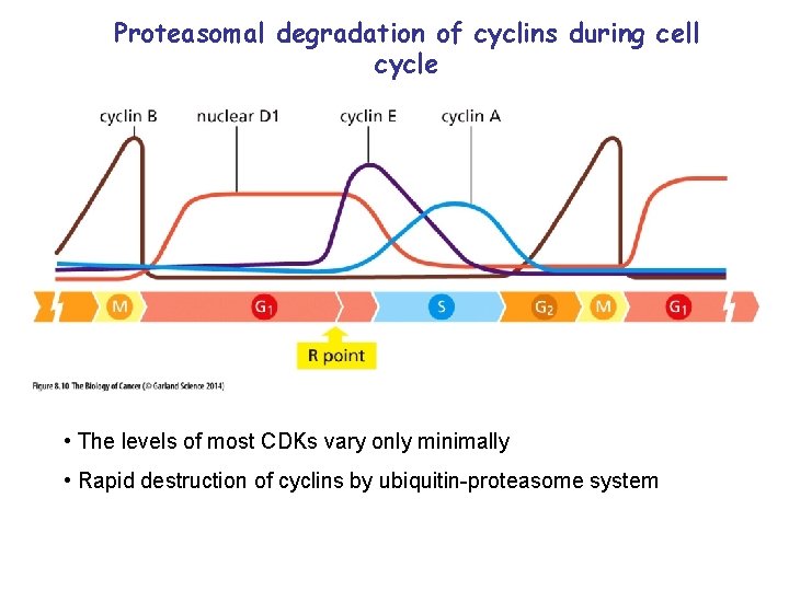 Proteasomal degradation of cyclins during cell cycle • The levels of most CDKs vary