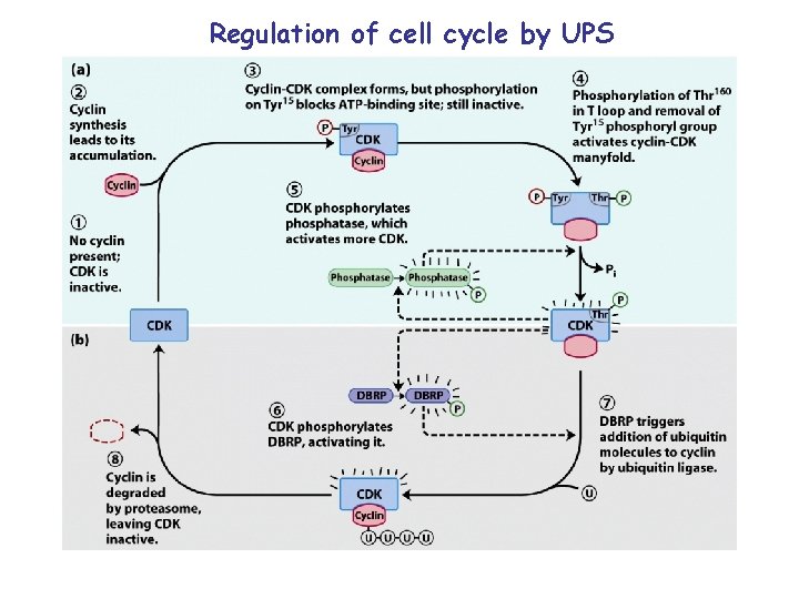 Regulation of cell cycle by UPS 