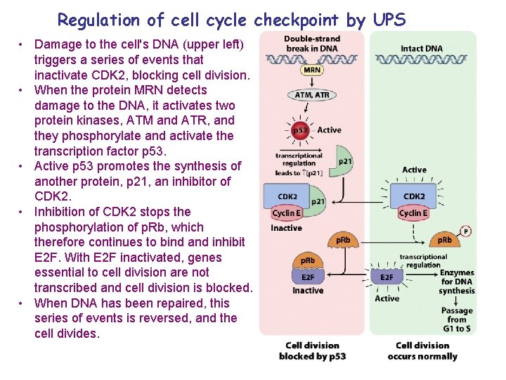 Regulation of cell cycle checkpoint by UPS • Damage to the cell's DNA (upper