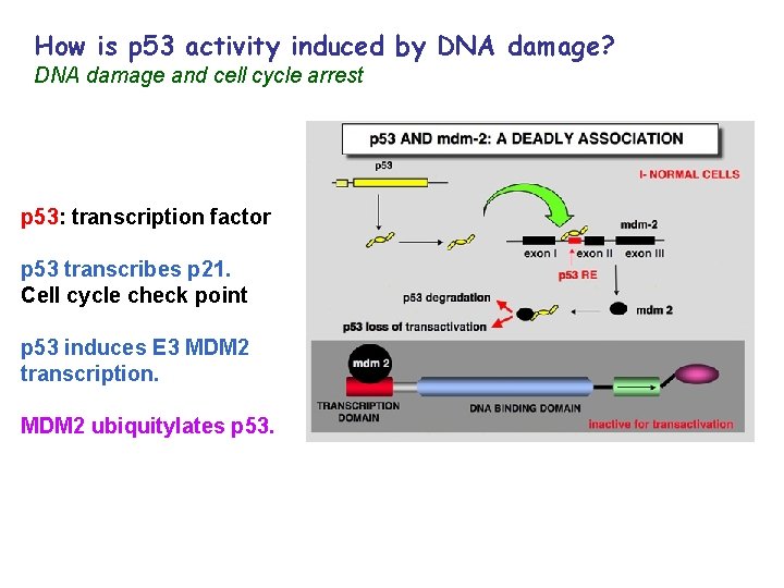 How is p 53 activity induced by DNA damage? DNA damage and cell cycle