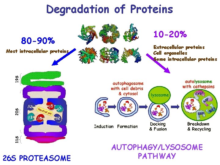 Degradation of Proteins 80 -90% Most intracellular proteins 26 S PROTEASOME 10 -20% Extracellular