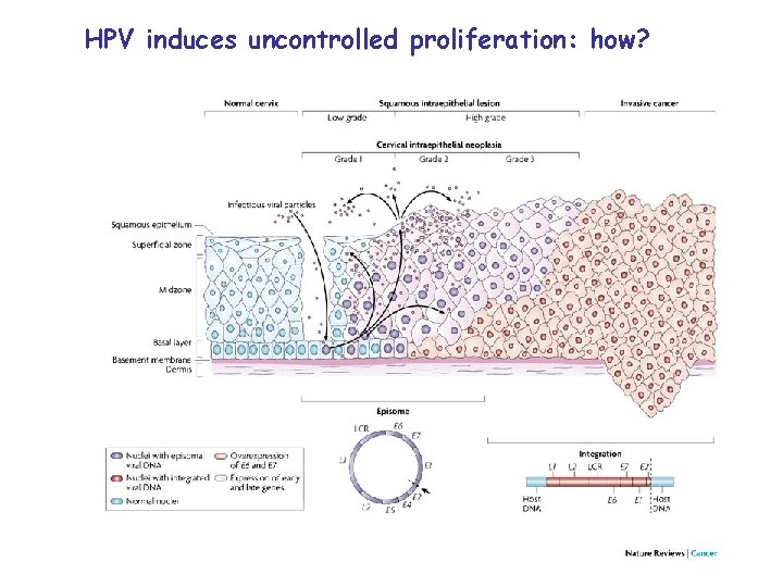 HPV induces uncontrolled proliferation: how? 