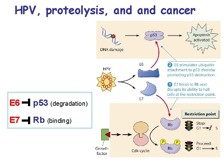 HPV, proteolysis, and cancer E 6 p 53 (degradation) E 7 Rb (binding) 