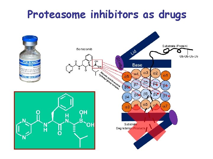 Proteasome inhibitors as drugs 