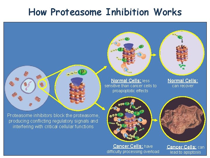 How Proteasome Inhibition Works Normal Cells: less Normal Cells: sensitive than cancer cells to