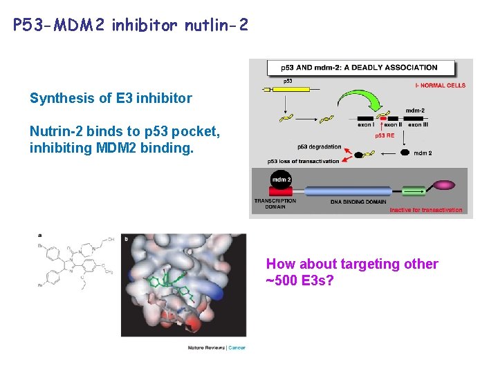 P 53 -MDM 2 inhibitor nutlin-2 Synthesis of E 3 inhibitor Nutrin-2 binds to