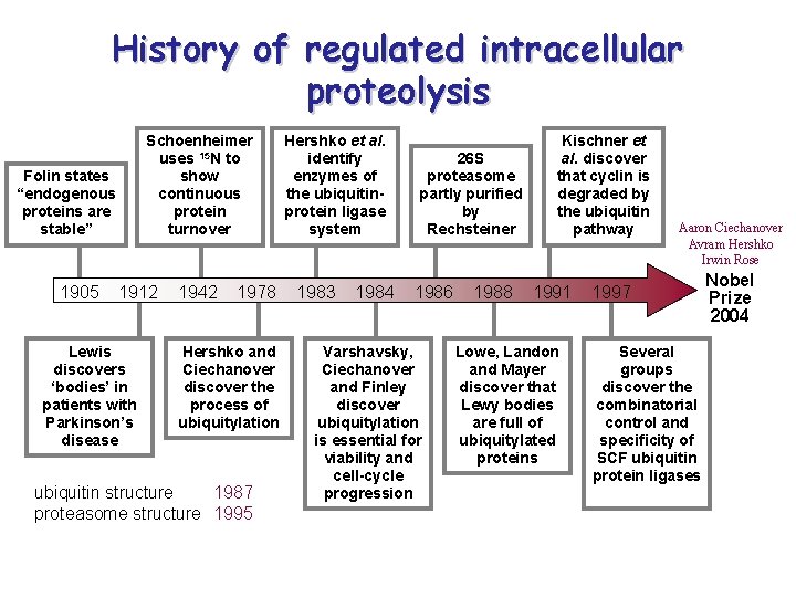 History of regulated intracellular proteolysis Schoenheimer uses 15 N to show continuous protein turnover