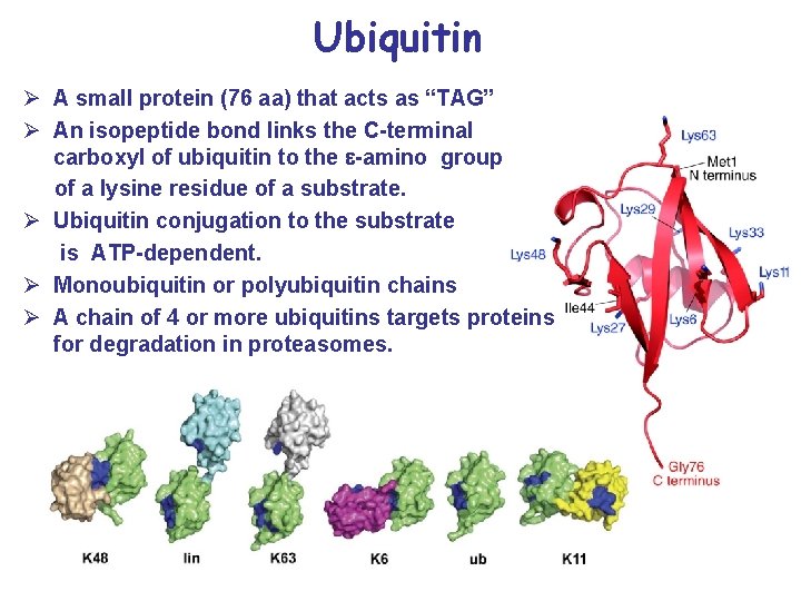 Ubiquitin Ø A small protein (76 aa) that acts as “TAG” Ø An isopeptide