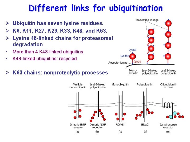 Different links for ubiquitination Ø Ubiquitin has seven lysine residues. Ø K 6, K