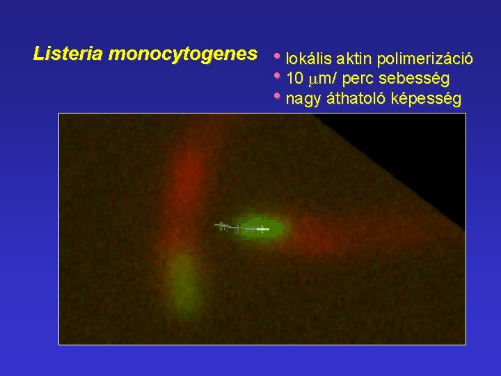 Listeria monocytogenes aktin • lokális aktin polimerizáció • 10 mm/ perc sebesség • nagy