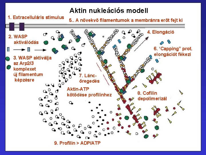 Aktin nukleációs modell 1. Extracelluláris stimulus 5. . A növekvő filamentumok a membránra erőt