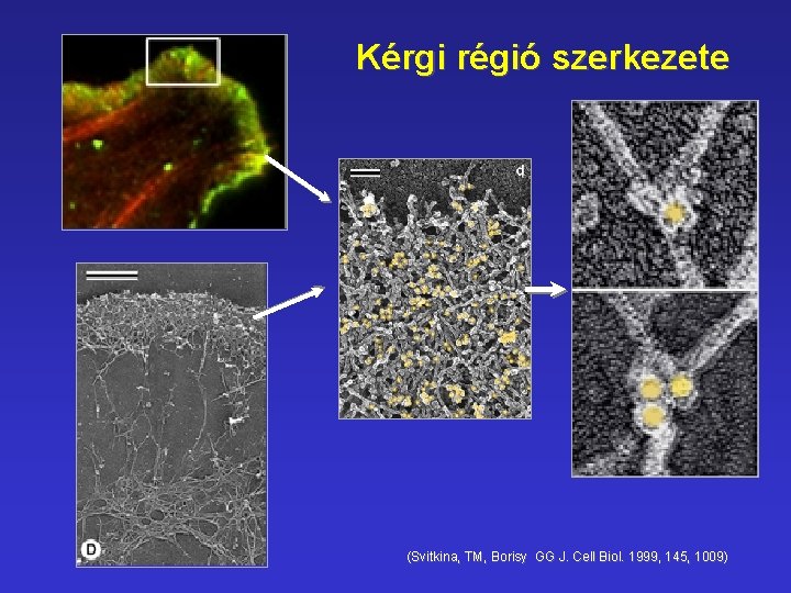 Kérgi régió szerkezete (Svitkina, TM, Borisy GG J. Cell Biol. 1999, 145, 1009) 