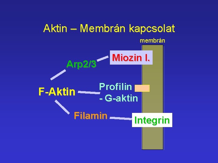 Aktin – Membrán kapcsolat membrán Miozin I. Arp 2/3 F-Aktin Profilin - G-aktin Filamin