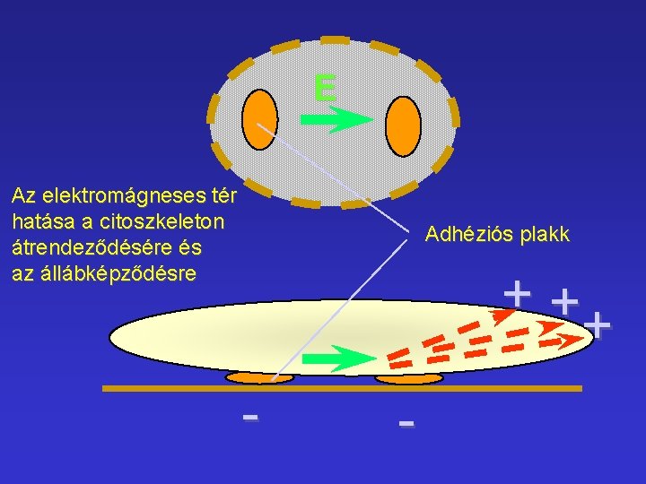 E Az elektromágneses tér hatása a citoszkeleton átrendeződésére és az állábképződésre Adhéziós plakk ++