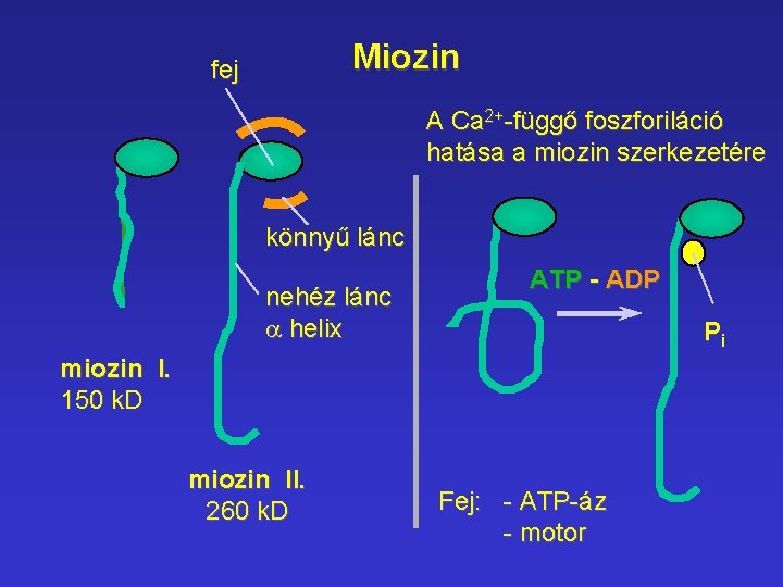 Miozin fej A Ca 2+-függő foszforiláció hatása a miozin szerkezetére könnyű lánc nehéz lánc