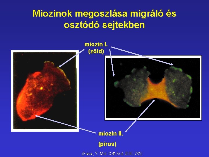 Miozinok megoszlása migráló és osztódó sejtekben miozin I. (zöld) miozin II. (piros) (Fukui, Y.