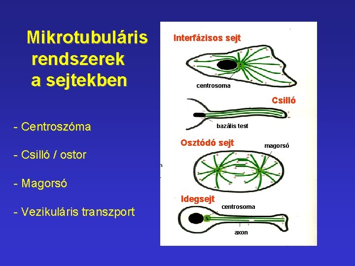 Mikrotubuláris rendszerek a sejtekben Interfázisos sejt centrosoma Csilló - Centroszóma bazális test Osztódó sejt