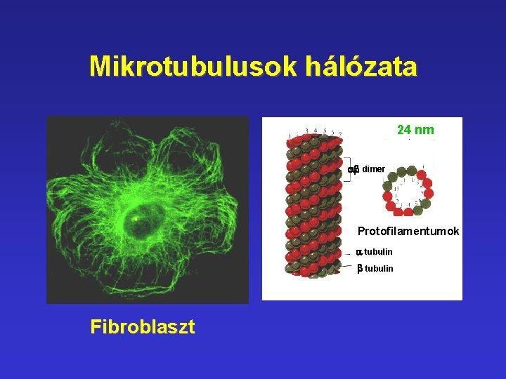 Mikrotubulusok hálózata 24 nm ab dimer Protofilamentumok a tubulin b tubulin Fibroblaszt 