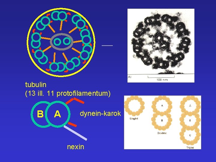 tubulin (13 ill. 11 protofilamentum) B A dynein-karok nexin 
