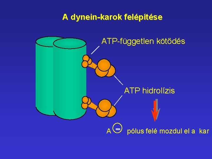 A dynein-karok felépítése ATP-független kötődés ATP hidrolízis A - pólus felé mozdul el a