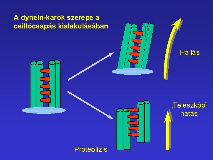 A dynein-karok szerepe a csillócsapás kialakulásában Hajlás „Teleszkóp” hatás Proteolízis 