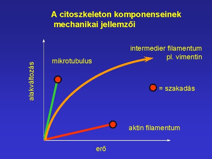 alakváltozás A citoszkeleton komponenseinek mechanikai jellemzői intermedier filamentum pl. vimentin mikrotubulus = szakadás aktin