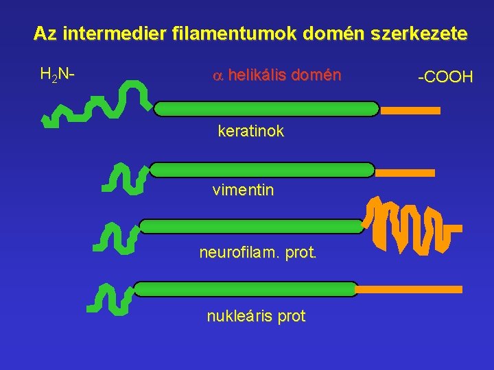 Az intermedier filamentumok domén szerkezete H 2 N- a helikális domén keratinok vimentin neurofilam.