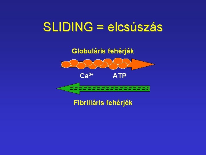 SLIDING = elcsúszás Globuláris fehérjék Ca 2+ ATP Fibrilláris fehérjék 