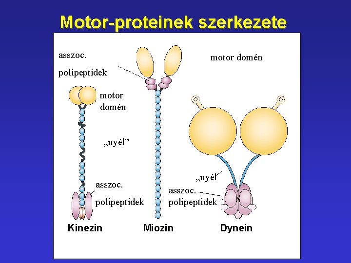 Motor-proteinek szerkezete asszoc. motor domén polipeptidek motor domén „nyél” asszoc. polipeptidek Kinezin „nyél” asszoc.