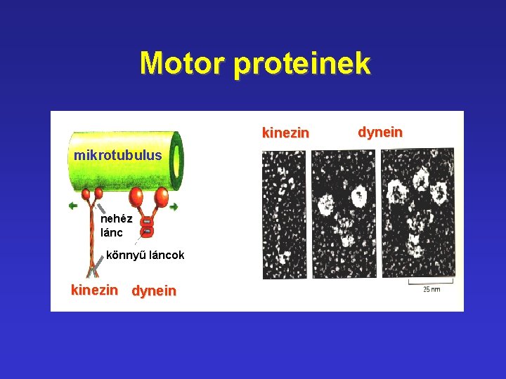 Motor proteinek kinezin mikrotubulus nehéz lánc könnyű láncok kinezin dynein 