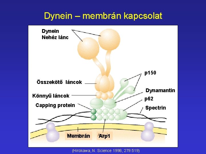 Dynein – membrán kapcsolat Dynein Nehéz lánc p 150 Összekötő láncok Dynamantin Könnyű láncok