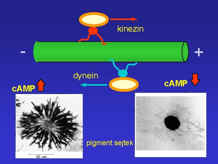 kinezin - + dynein c. AMP pigment sejtek c. AMP 