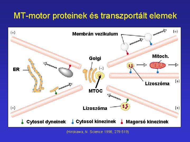 MT-motor proteinek és transzportált elemek Membrán vezikulum Mitoch. Golgi ER Lizoszóma MTOC Lizoszóma Cytosol