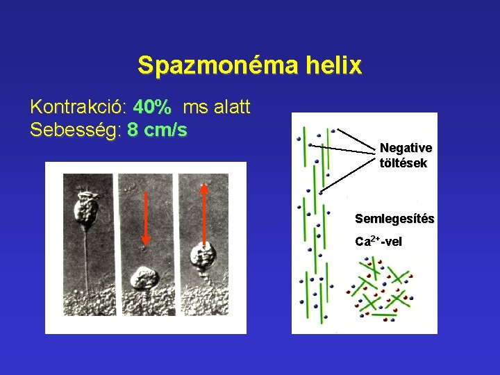 Spazmonéma helix Kontrakció: 40% ms alatt Sebesség: 8 cm/s Negative töltések Semlegesítés Ca 2+-vel