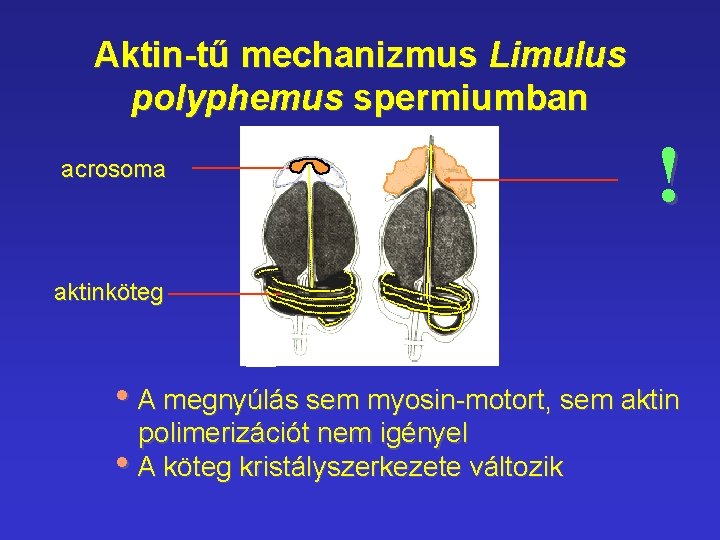 Aktin-tű mechanizmus Limulus polyphemus spermiumban acrosoma ! aktinköteg • A megnyúlás sem myosin-motort, sem