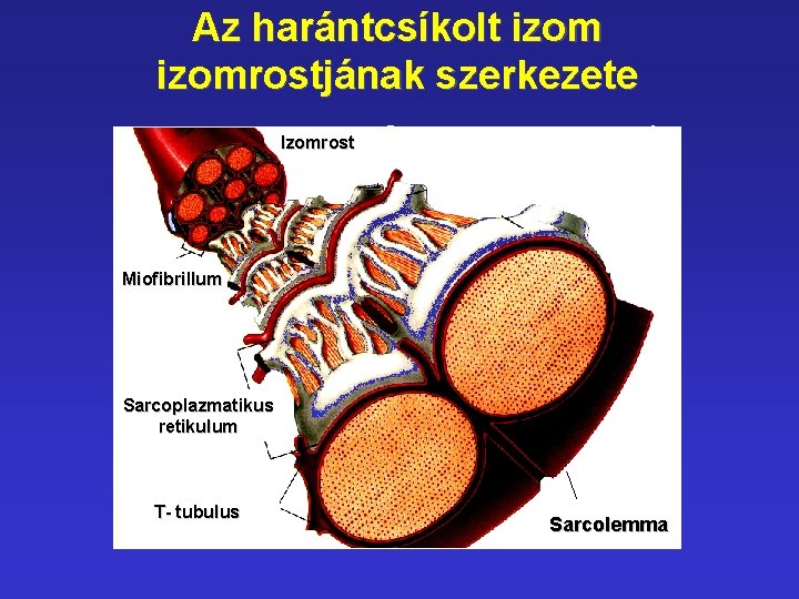Az harántcsíkolt izomrostjának szerkezete Izomrost Miofibrillum Sarcoplazmatikus retikulum T- tubulus Sarcolemma 