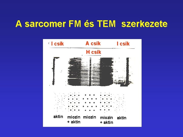 A sarcomer FM és TEM szerkezete I csík A csík I csík H csík