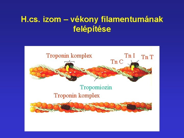 H. cs. izom – vékony filamentumának felépítése Troponin komplex Tn C Tropomiozin Troponin komplex